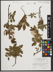 Foto von Salix waldsteiniana Willd.